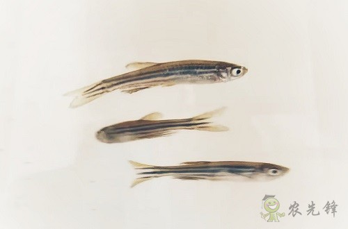 腸道土著菌讓魚兒吃糖長肉？