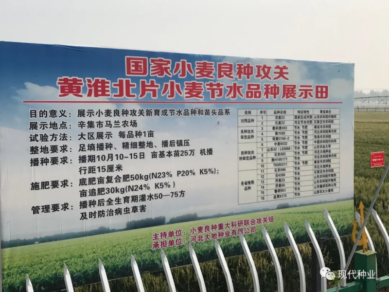小麥良種攻關(guān)獲新進展：不只“節(jié)水”一技傍身 更可兼顧優(yōu)質(zhì)多抗