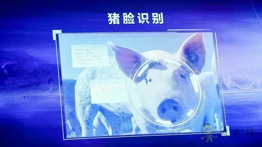 華為養(yǎng)豬帶來(lái)的效應(yīng)，AI+視覺(jué)技術(shù)正推進(jìn)智慧農(nóng)業(yè)