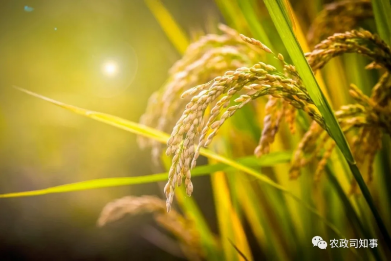 全球糧食危機(jī)：中國(guó)打了一場(chǎng)驚心動(dòng)魄的糧食大戰(zhàn)！