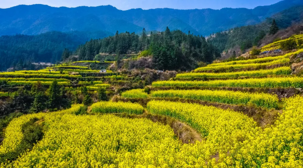 8大農(nóng)業(yè)產(chǎn)業(yè)崛起,未來或?qū)⒊蔀橥顿Y重點(diǎn)
