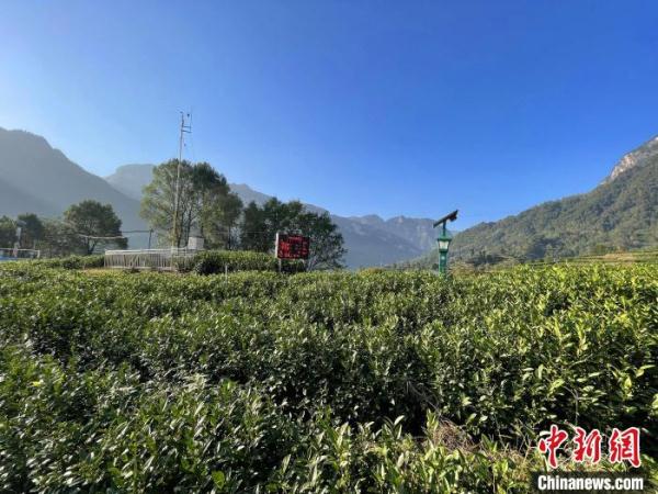 三峽庫區湖北秭歸:智慧農業釋放“紅利”