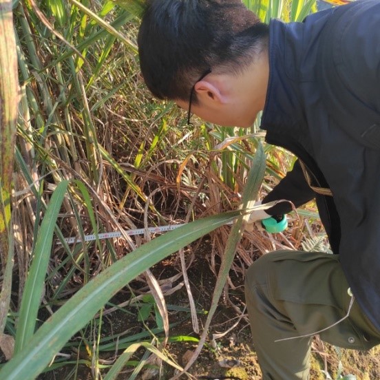 中國農大研發(fā)新農機助云南山地甘蔗收割
