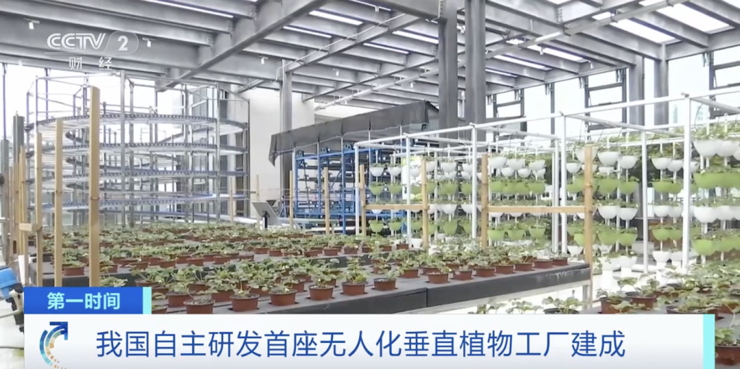 由農(nóng)科院都市農(nóng)業(yè)研究所自主研發(fā)的首座無(wú)人化垂直植物工廠投入使用